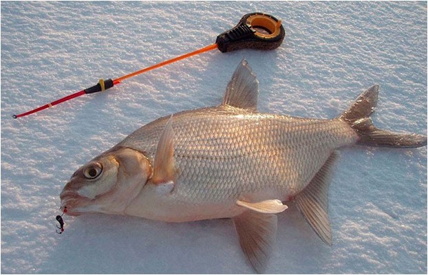 (ловля, мормышку, зимой) Ловля на мормышку зимой