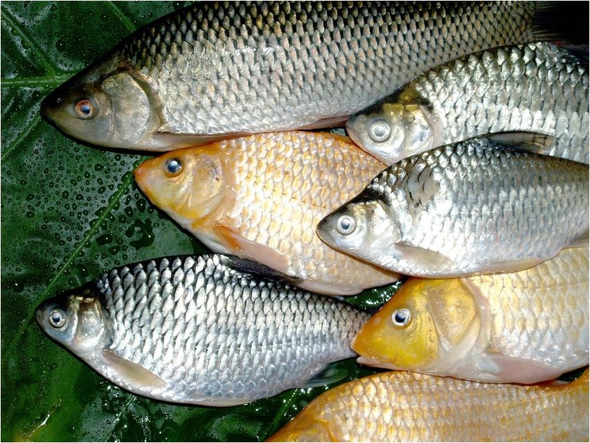 Ловля живца живца
