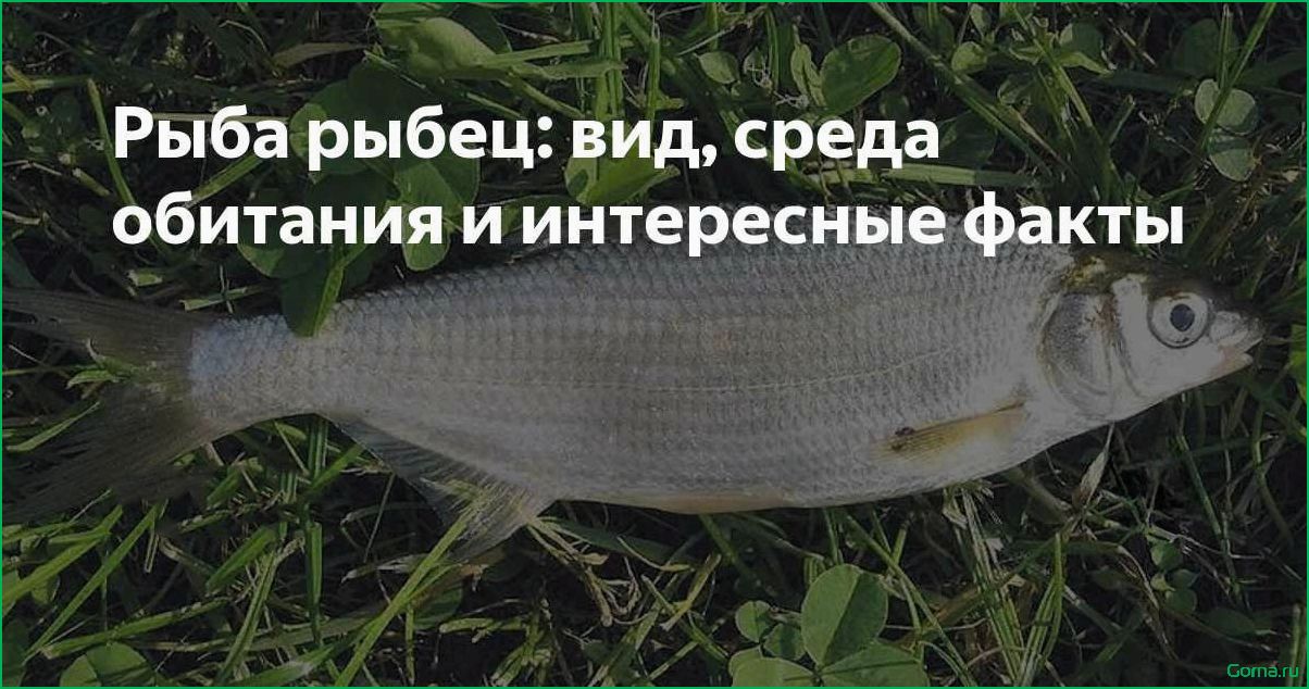 Кулинарные рецепты с использованием рыбы рыбец