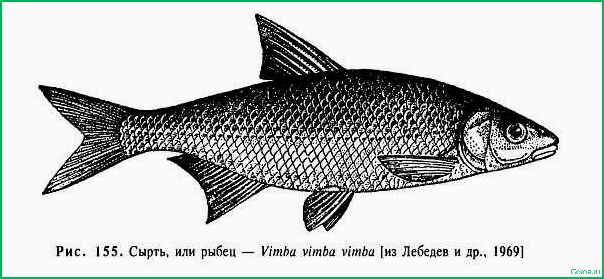 Кулинарные рецепты с использованием рыбы рыбец