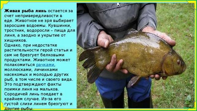 Блюда из рыбы линь