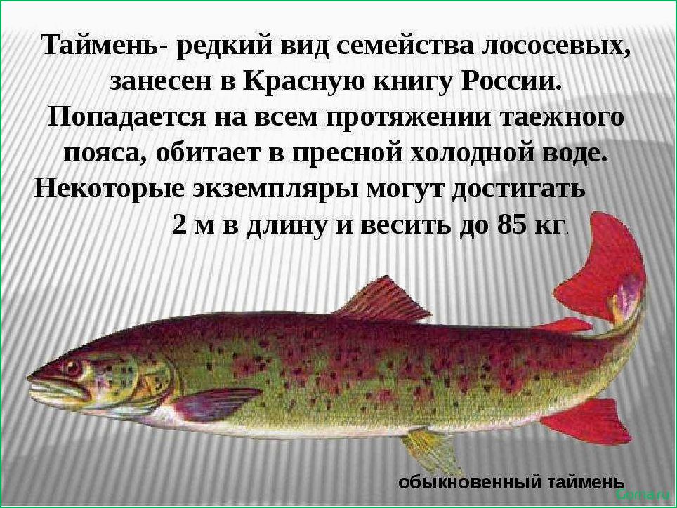 (рыба, таймень, лучшие, рецепты, блюд) Рыба таймень: лучшие рецепты блюд