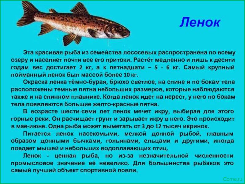 Рыба ленок блюда
