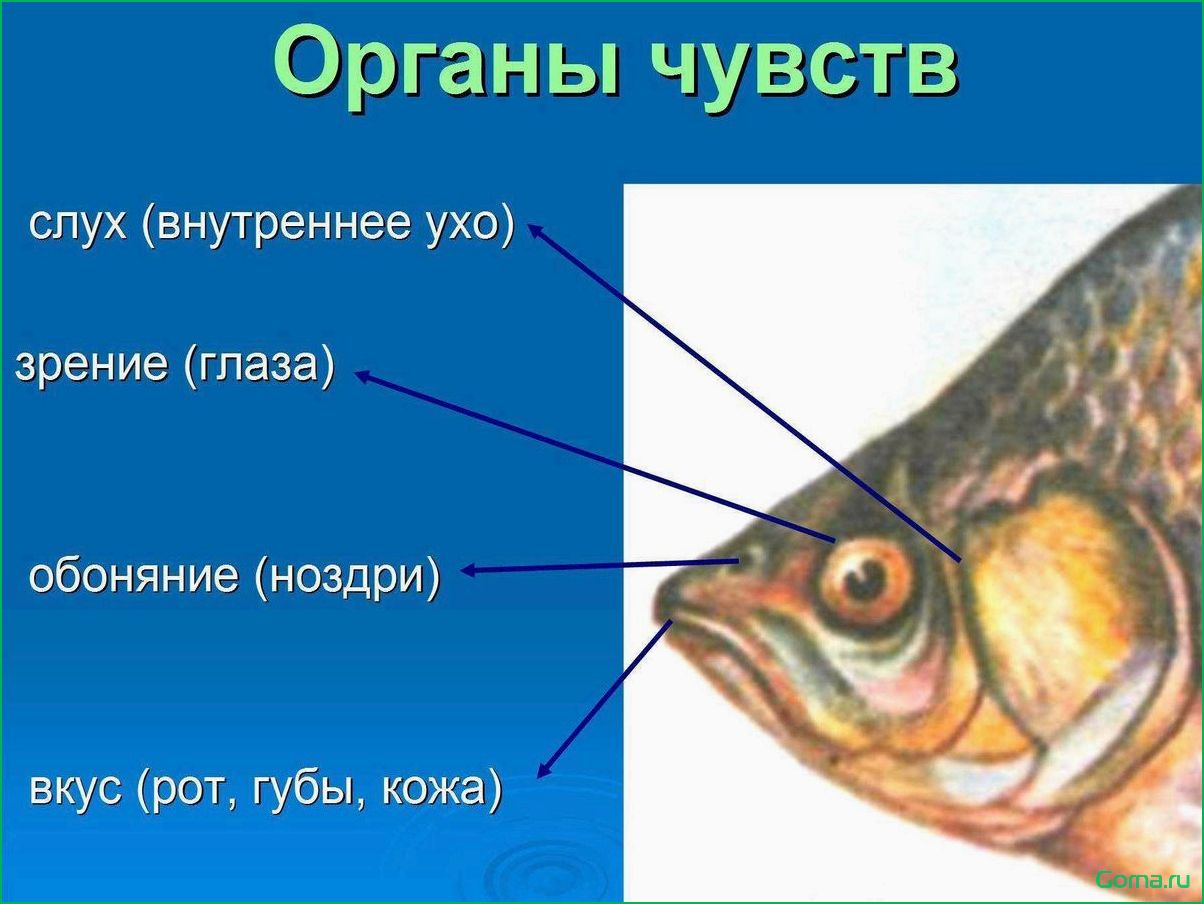 (рыбная, рецепты, полезные, свойства, секреты) Уха рыбная: рецепты, полезные свойства и секреты приготовления
