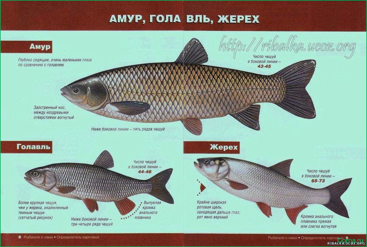 (блюда, рыбы, голавль) Блюда из рыбы голавль