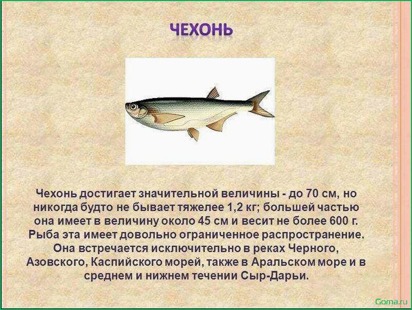(блюда, рыбы, чехонь) Блюда из рыбы чехонь