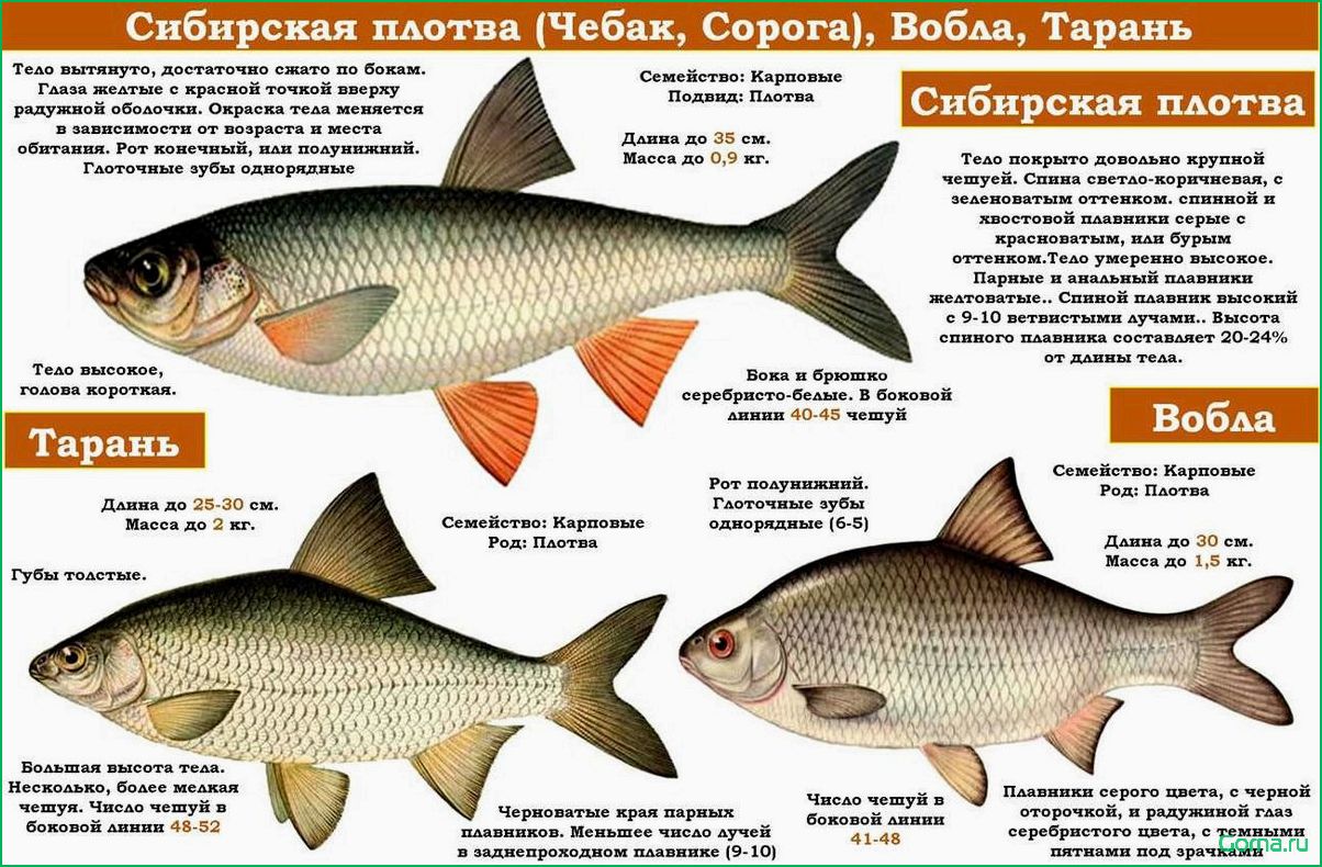 Блюда из сорожки рыбы
