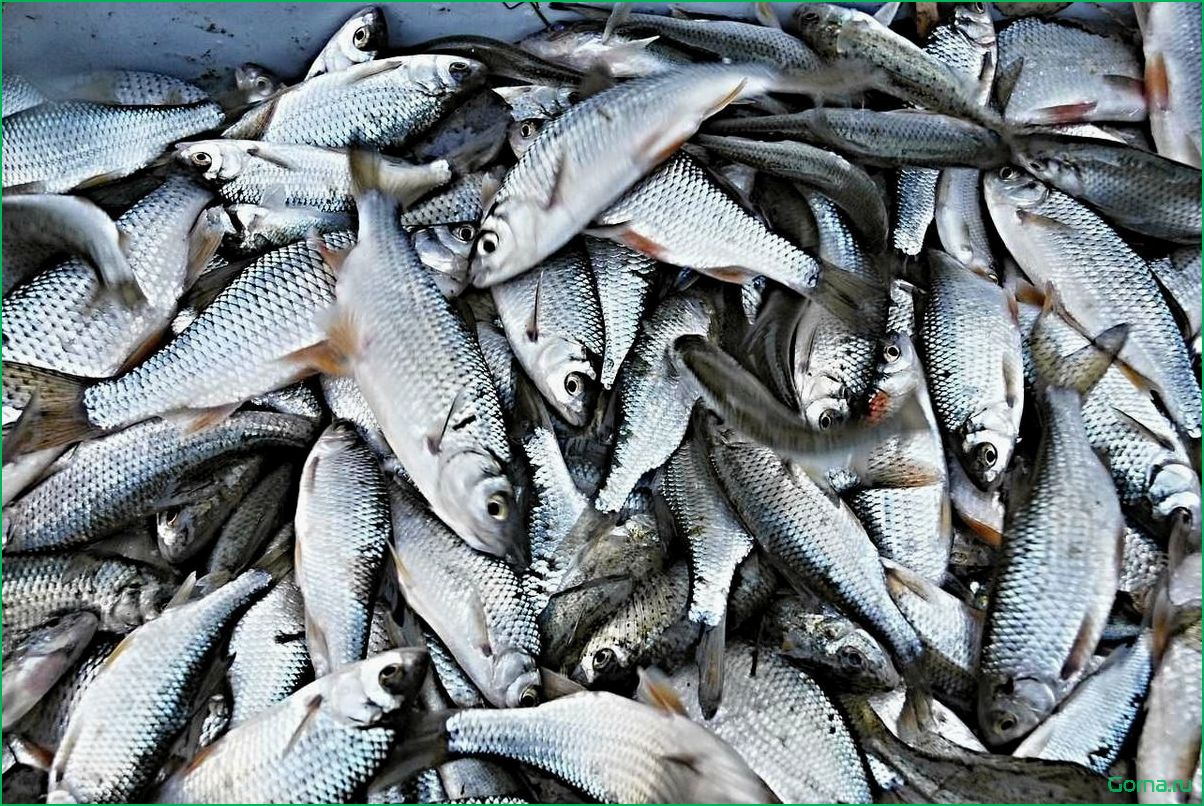 Рыба сорога блюда