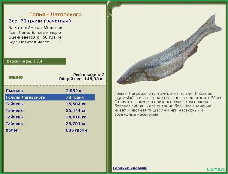 (популярные, блюда, гольяном, рецепты, советы) Популярные блюда с гольяном: рецепты и советы