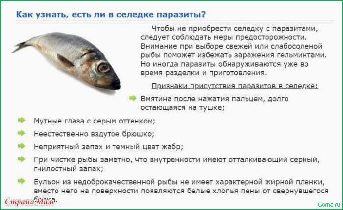 Причины появления горечи в рыбном супе и способы ее устранения