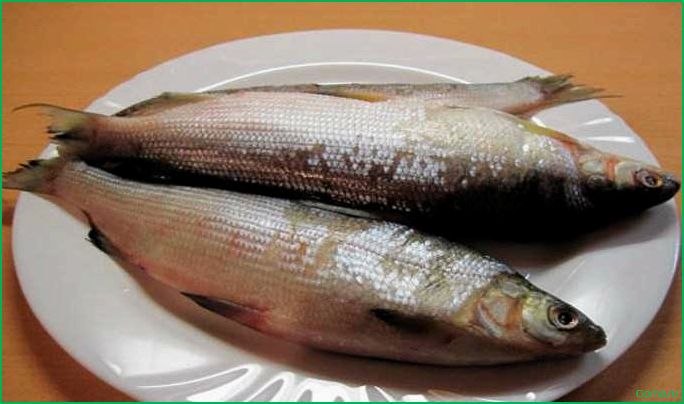 Пелядь рыба: вкусные блюда и рецепты