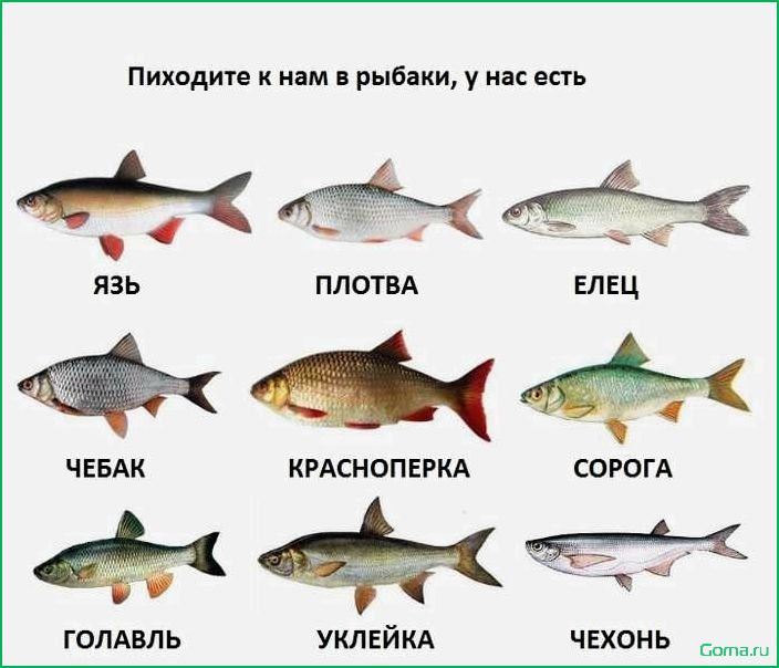 (рецепты, блюд, подустом, рыбой) Рецепты блюд с подустом рыбой
