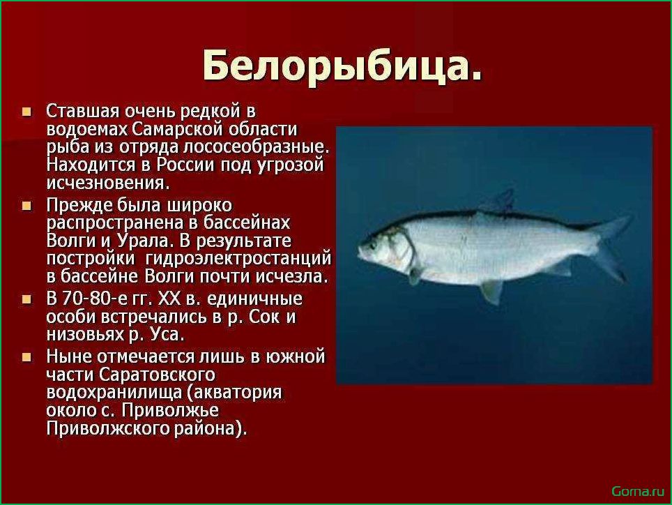 Рыба белорыбица: вкусные блюда с уникальным продуктом