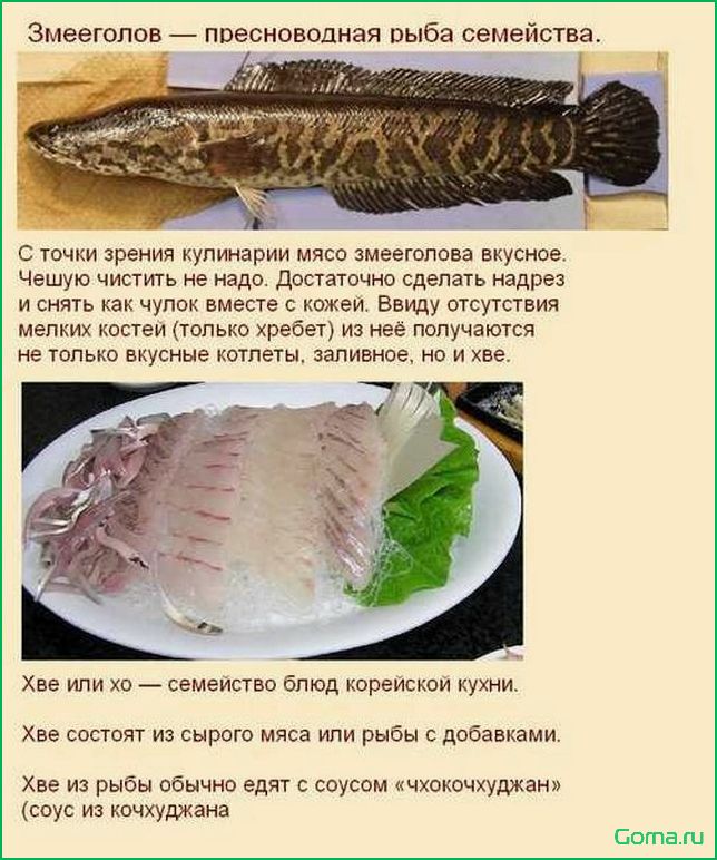 (изысканные, блюда, использованием, рыбы, змееголов) Изысканные блюда с использованием рыбы змееголов