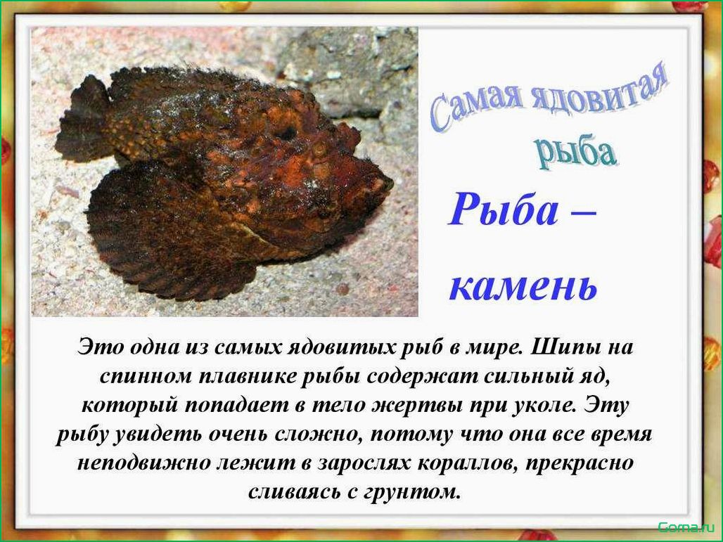 Рыба камень блюда