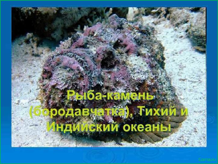 Рыба камень блюда
