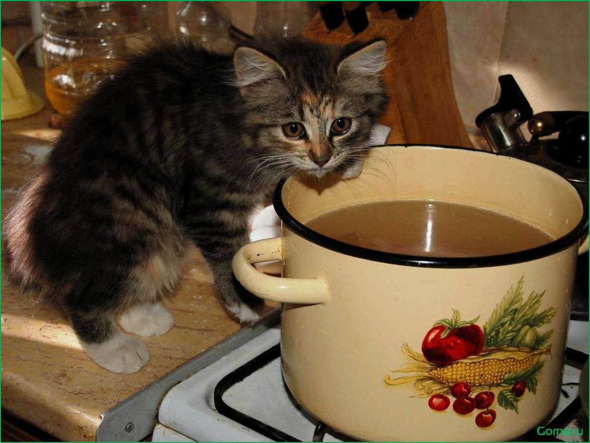 (рыбный, кошки) Рыбный суп для кошки