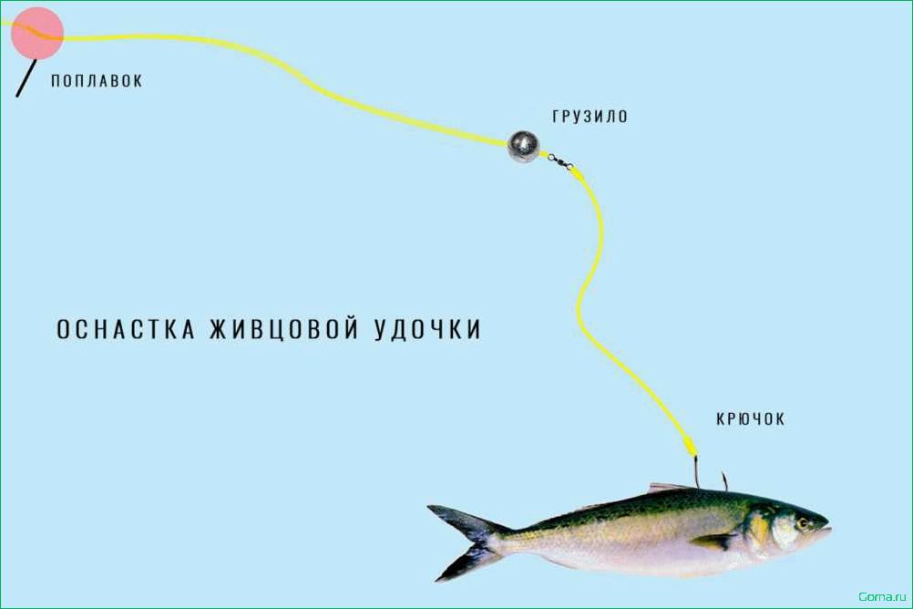 Ловля на живца секреты и советы для успешной рыбалки