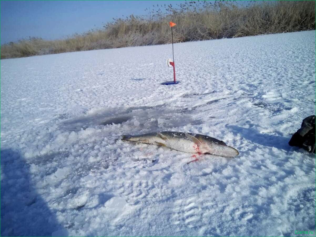 Эффективная ловля щуки на зимнюю жерлицу